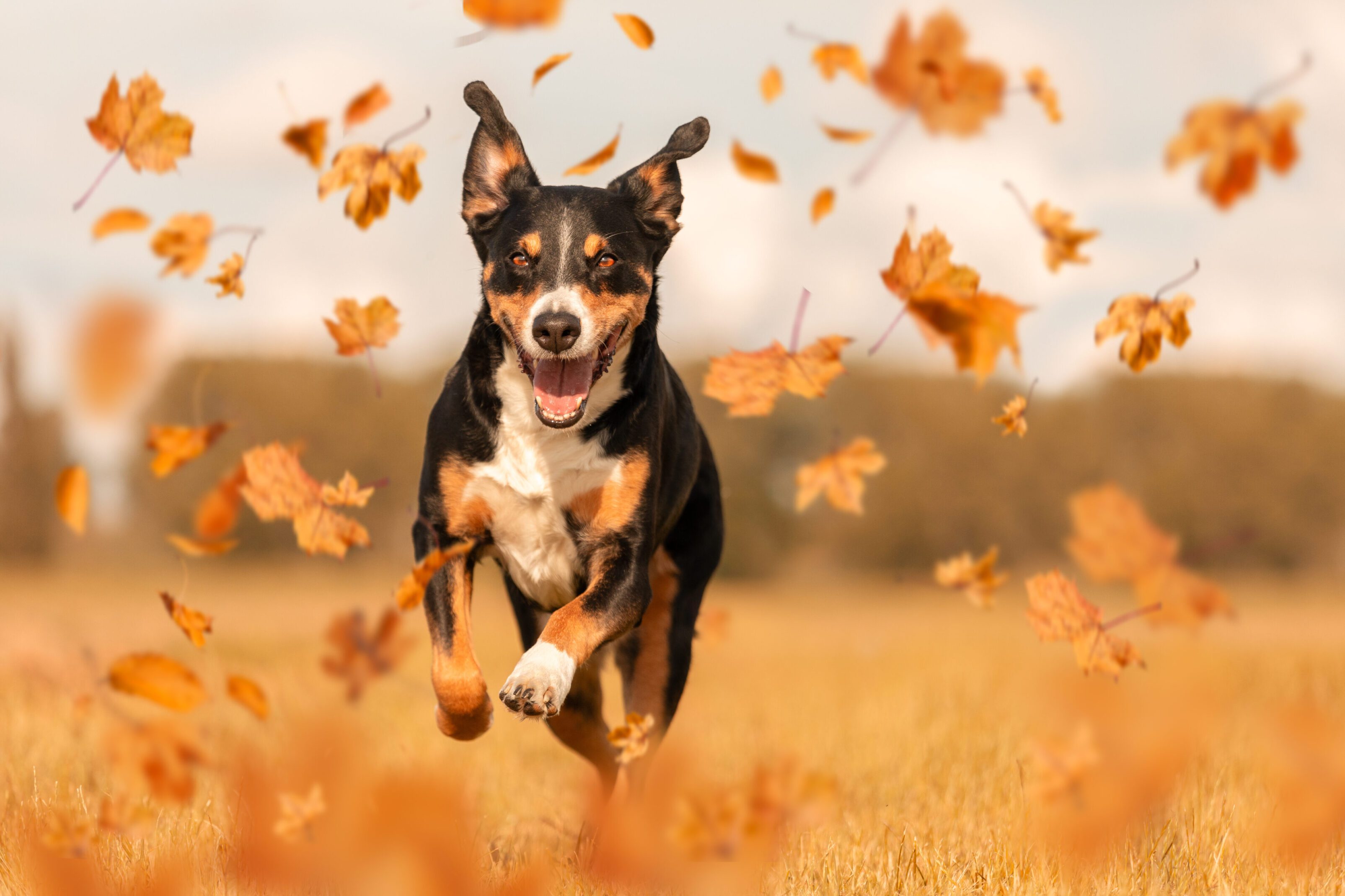 Dog joyfully running through autumn leaves.