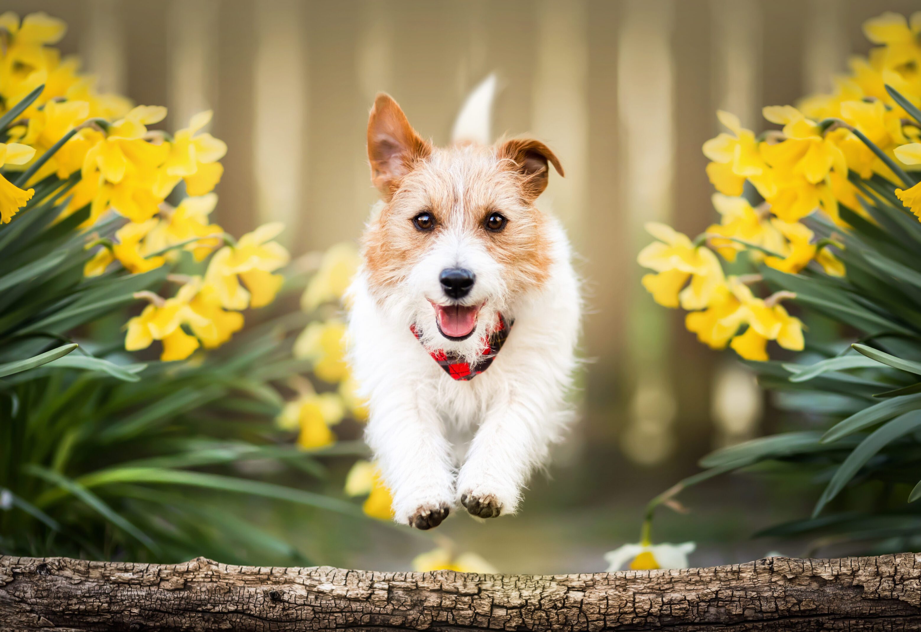 Dog jumping near yellow flowers outdoors.