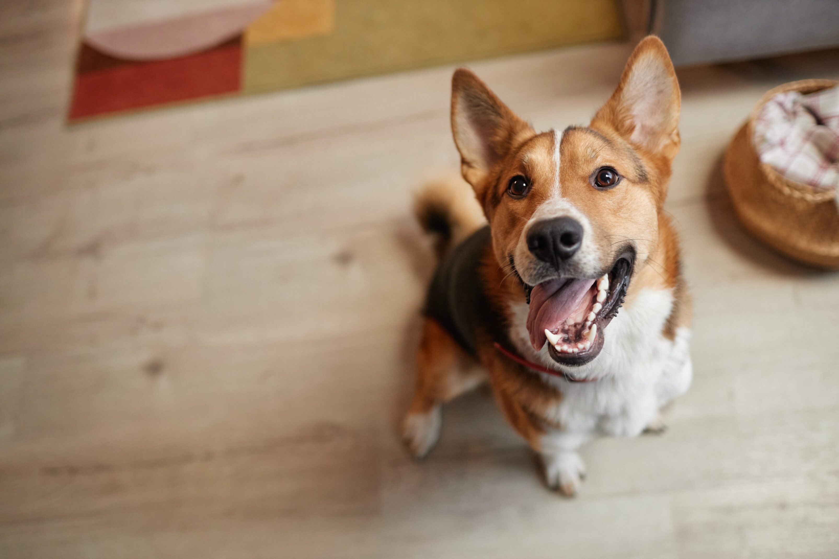 Happy dog looking up, sitting indoors.