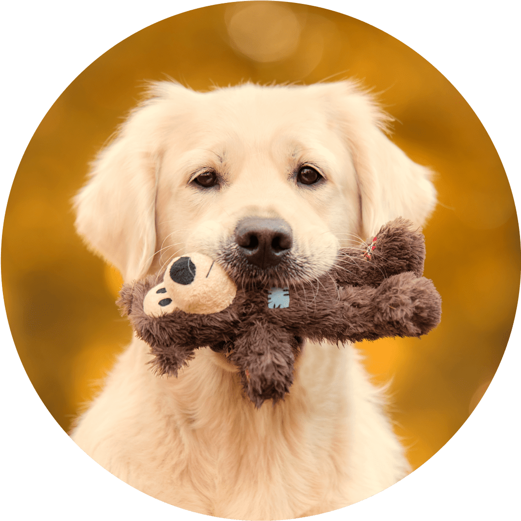 Golden retriever holding a stuffed toy.