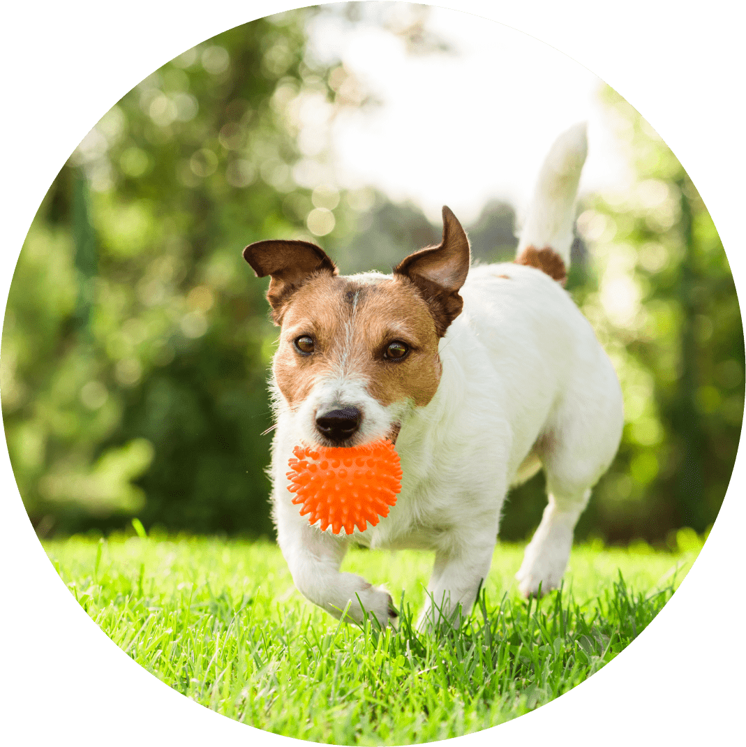 Dog playing with orange ball on grass.