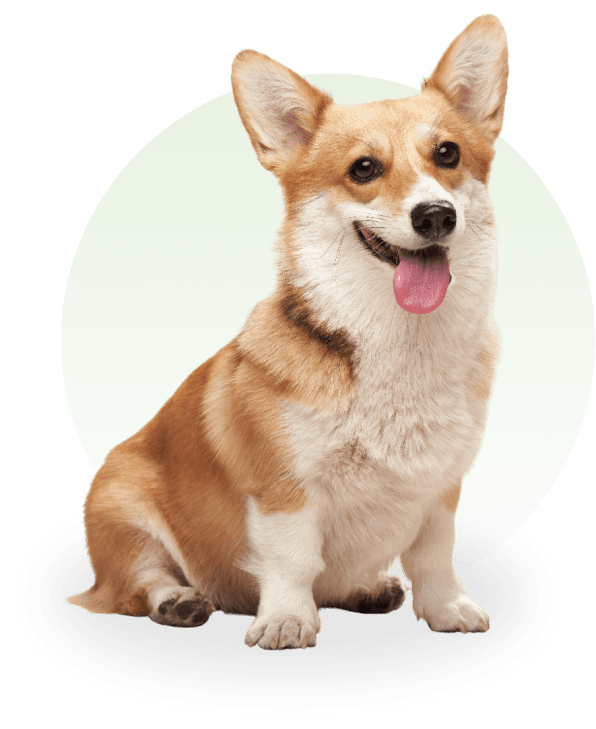 Happy corgi sitting with tongue out.