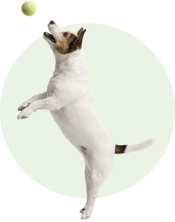 Dog jumping to catch a tennis ball.